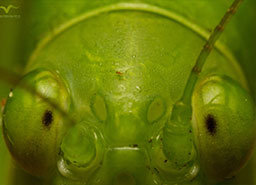 foto macro