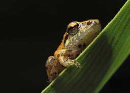 Video Biodiversidad el Poblado