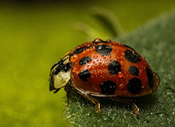 Micro Mundo